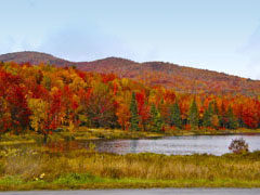 Fall Colors